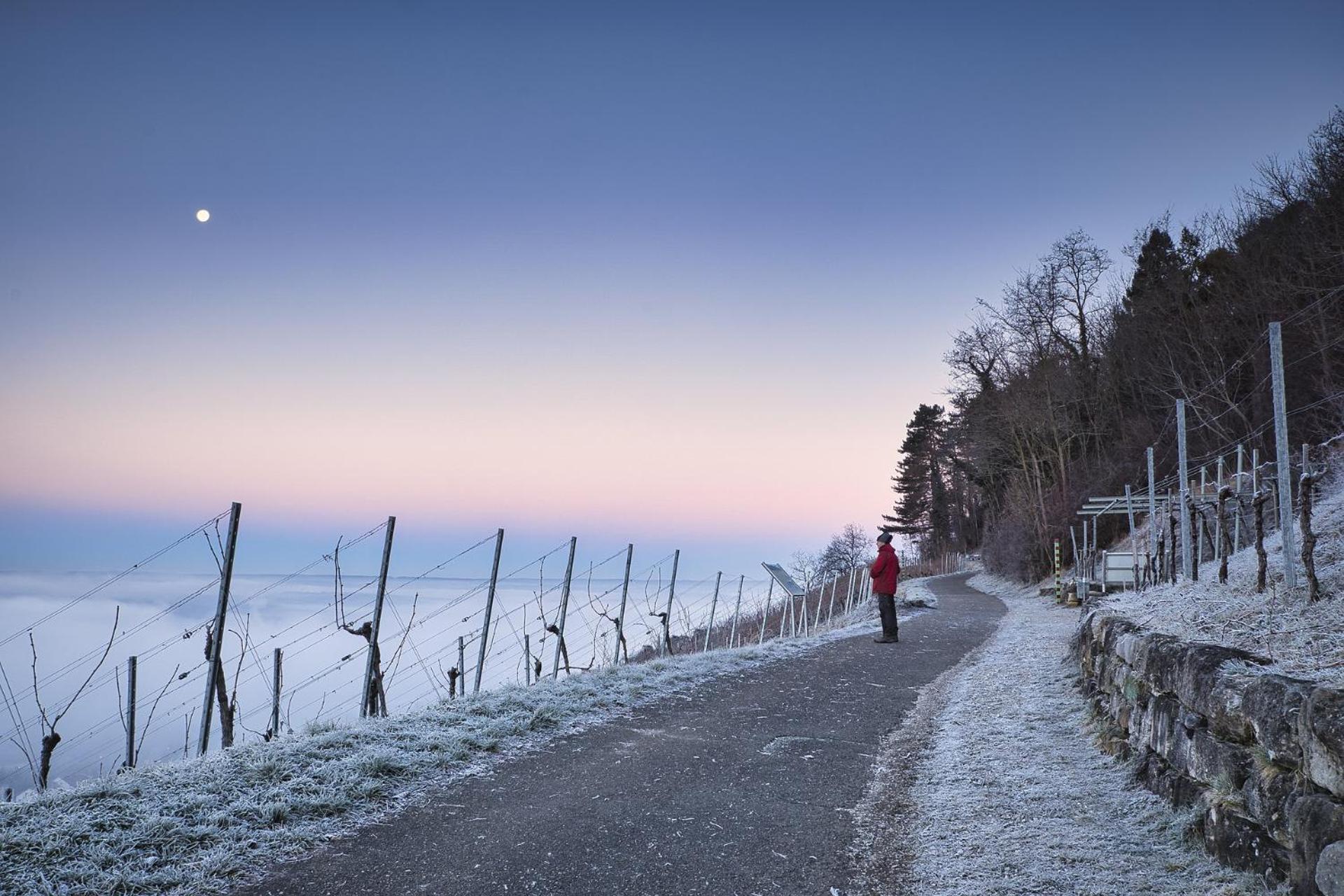 Gasthaus Zur Rebe Mehring  Buitenkant foto